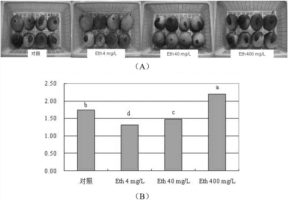Method for controlling anthracnose of normal temperature preserved mangoes by using ethephon