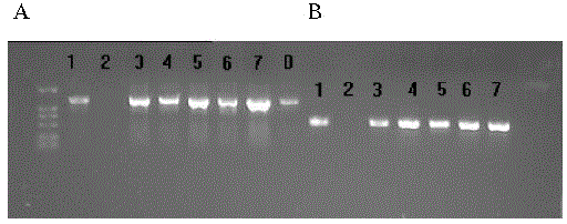 Rice blast resistance gene RMg41 and applications thereof