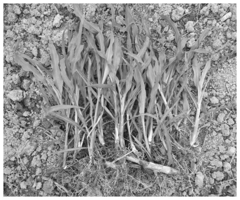 A method for multiplying perennial forage corn by using stem nodes to sow in autumn and plant in spring