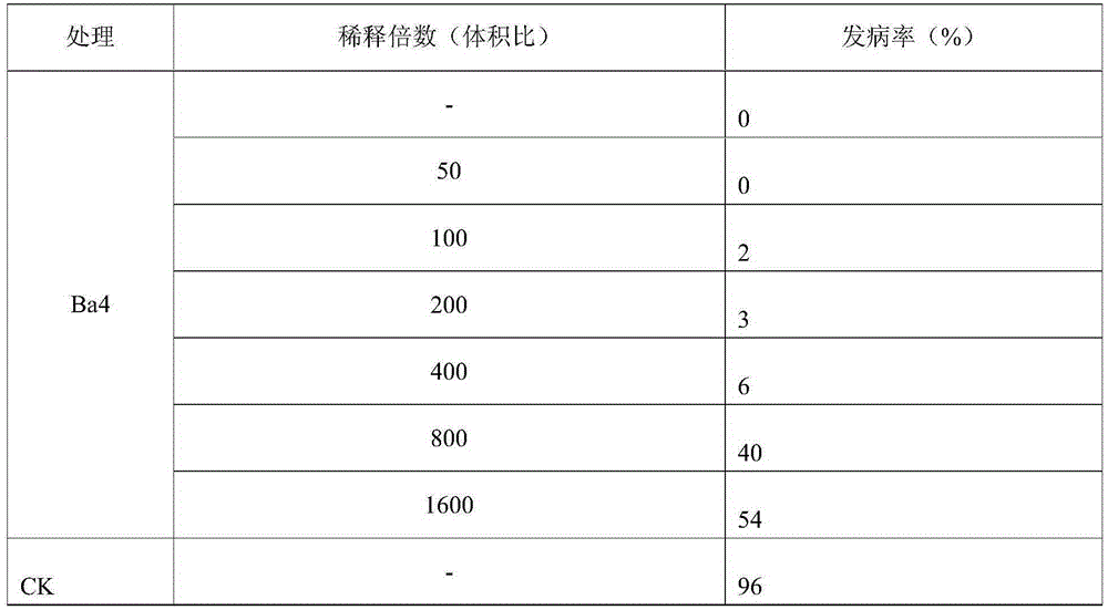 Application of a strain of Bacillus amyloliquefaciens and its agent in the prevention and treatment of olive fruit rot