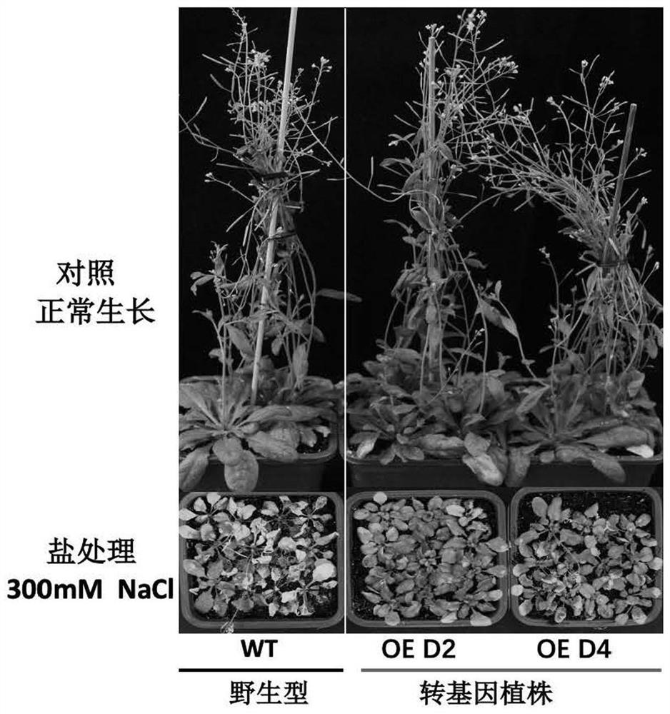 Application of CbDREB2AL gene in preparation of salt-tolerant transgenic plant