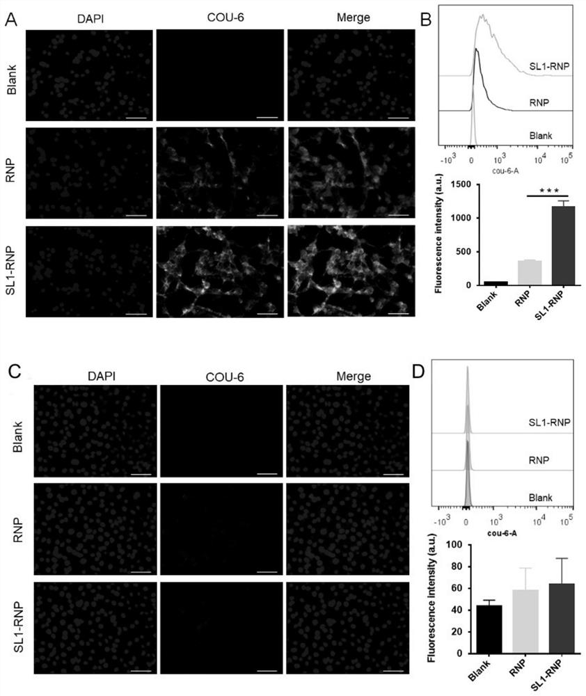 Erythrocyte membrane coated drug-loaded nanoparticles/probes and application thereof in diagnosis and treatment of glioblastoma multiforme