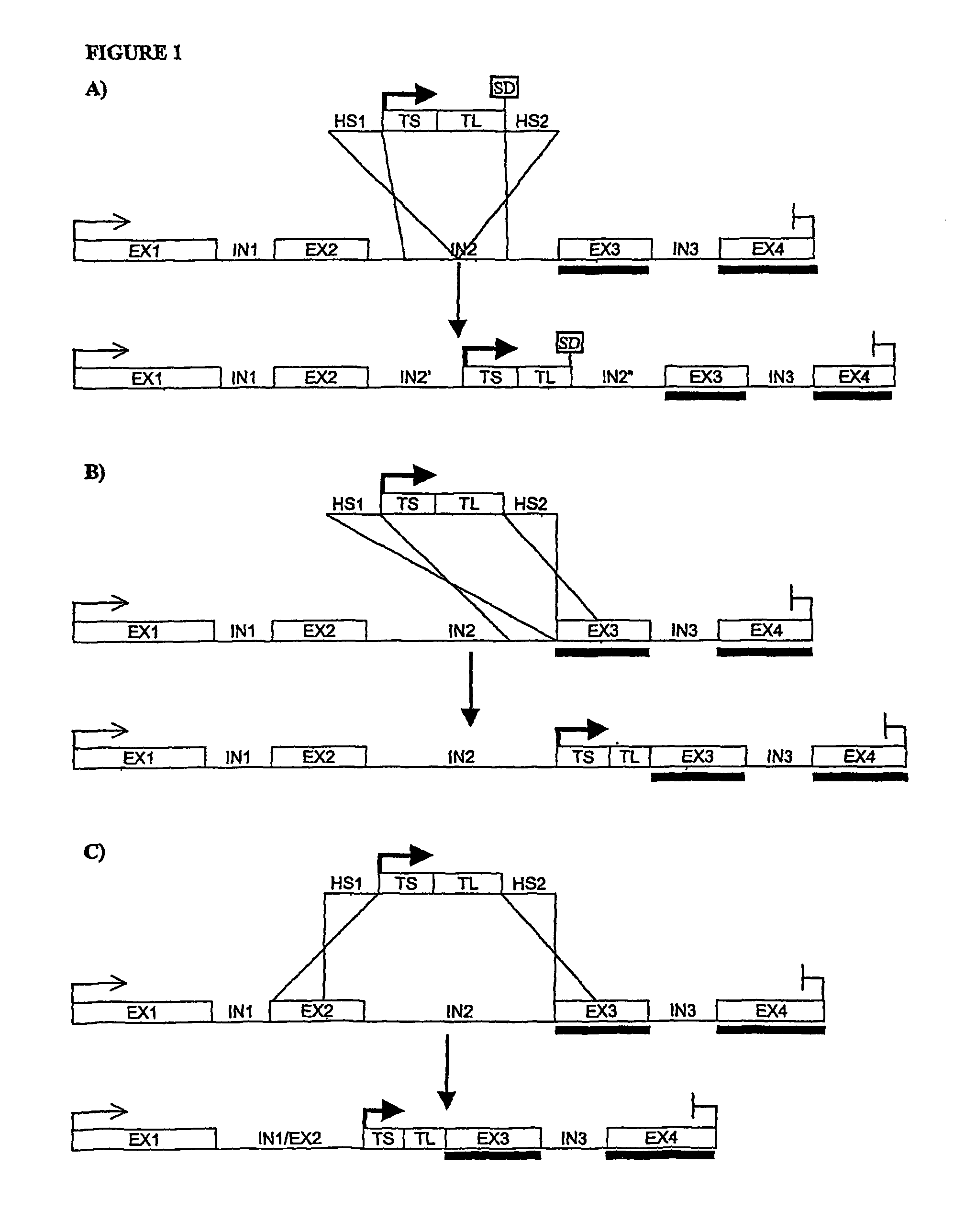 Method of producing functional protein domains