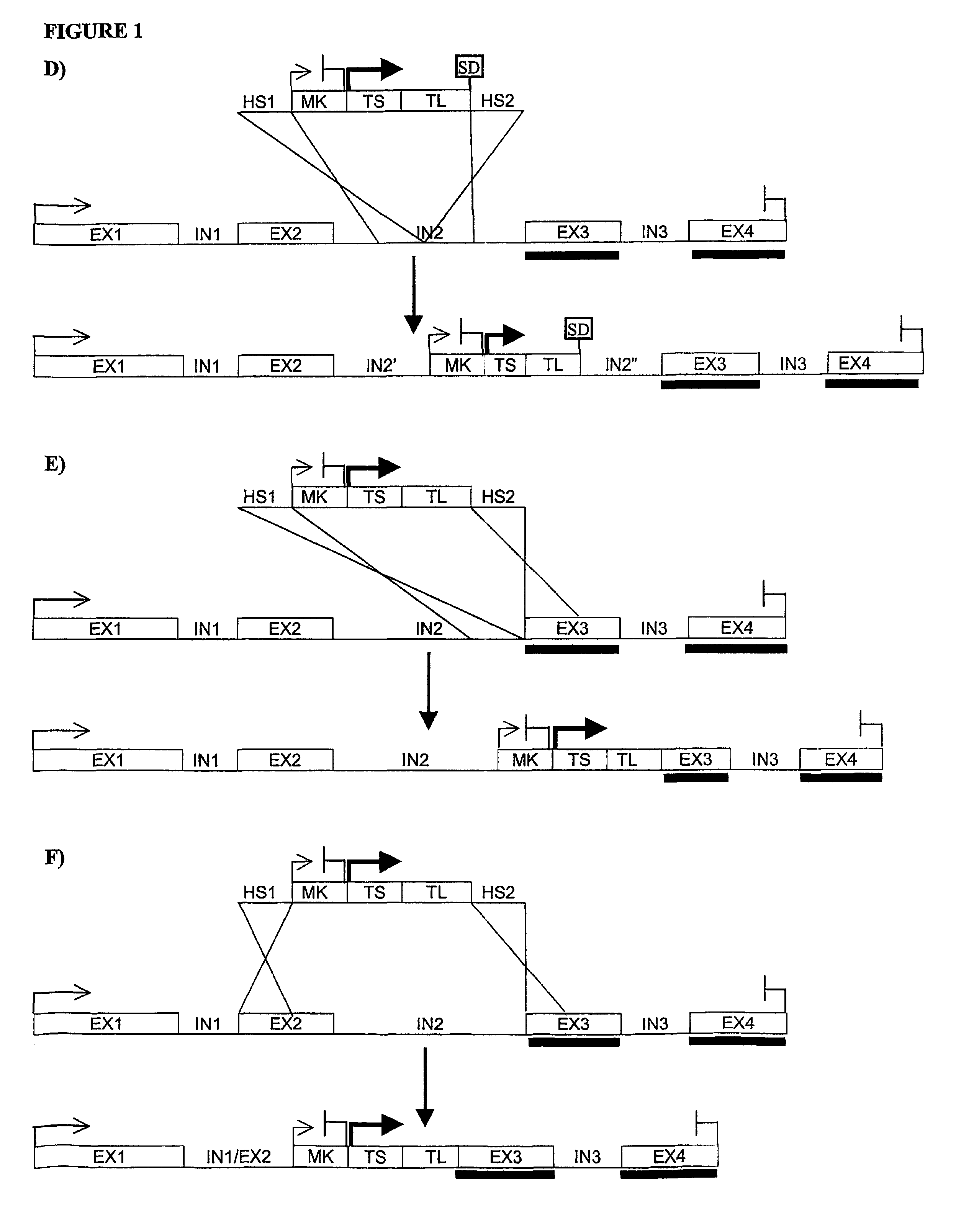 Method of producing functional protein domains