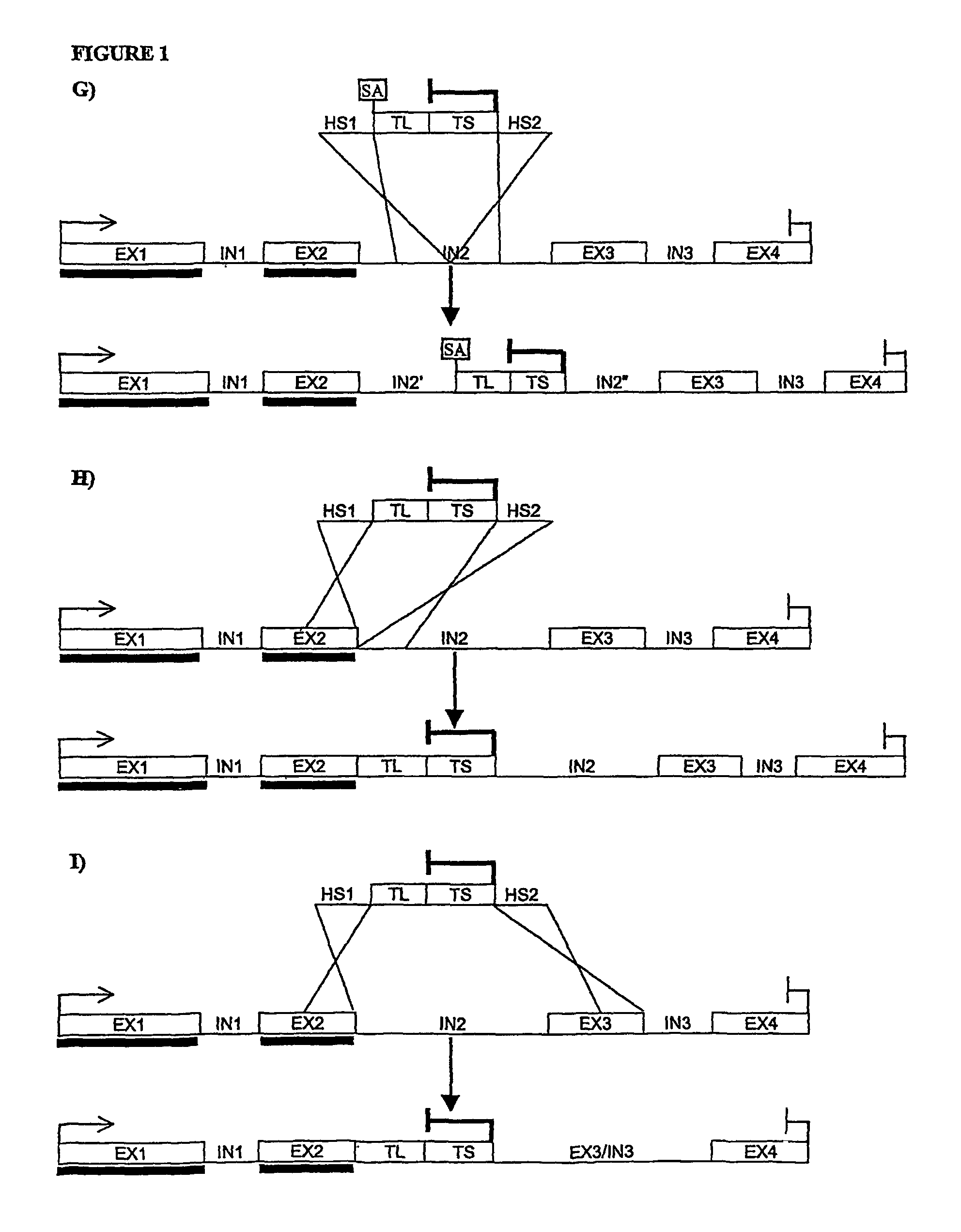 Method of producing functional protein domains