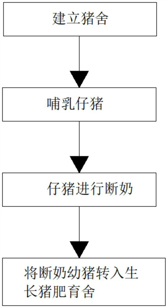 Black pig cub breeding method