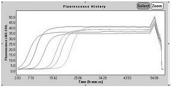Fluorescent quantitative PCR detection method for detecting colonization amount of tobacco anthracnose