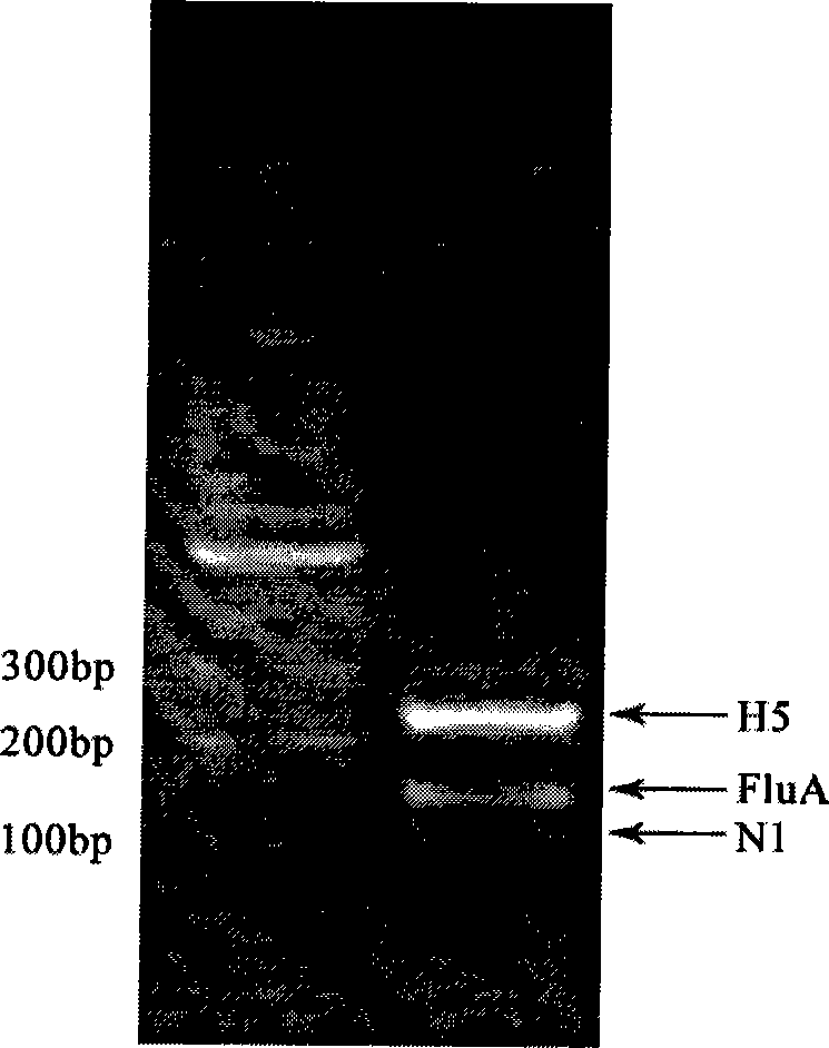 Liquid-phase chip for detecting flu and H5N1 avian influenza virus and specific detection primer and preparation method thereof
