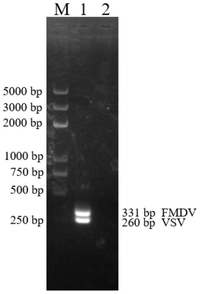 Foot and mouth disease virus and vesicular stomatitis virus dual rpa detection kit