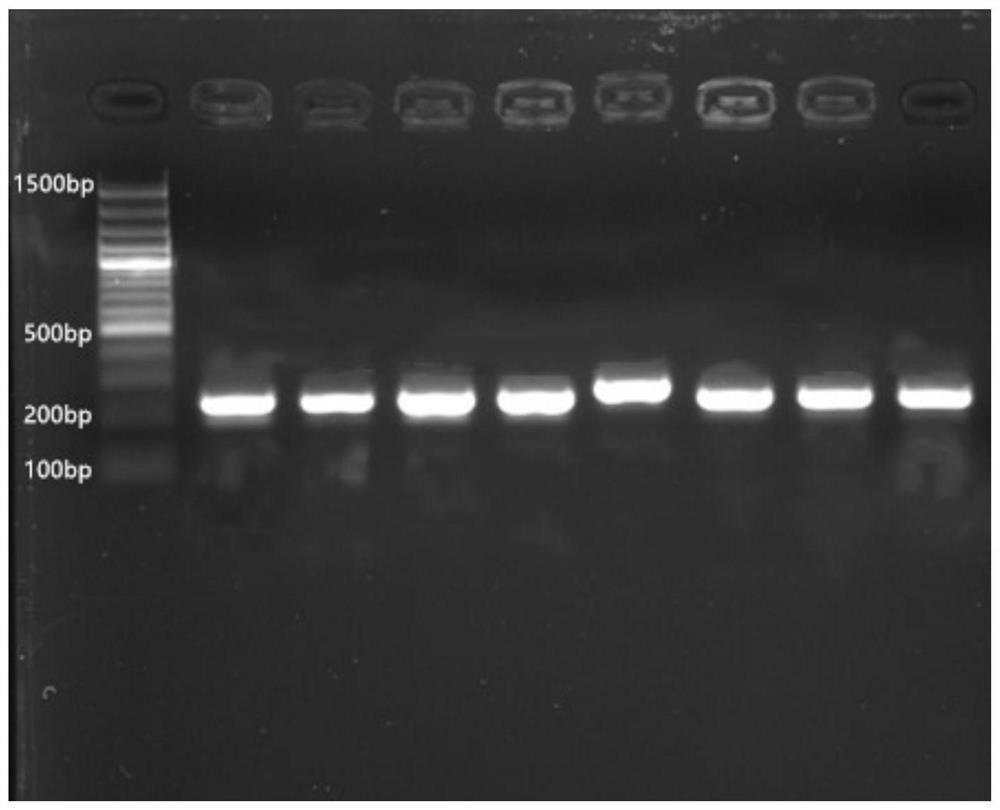 Precursor gene of hickory mir159a and its application in early plant flowering