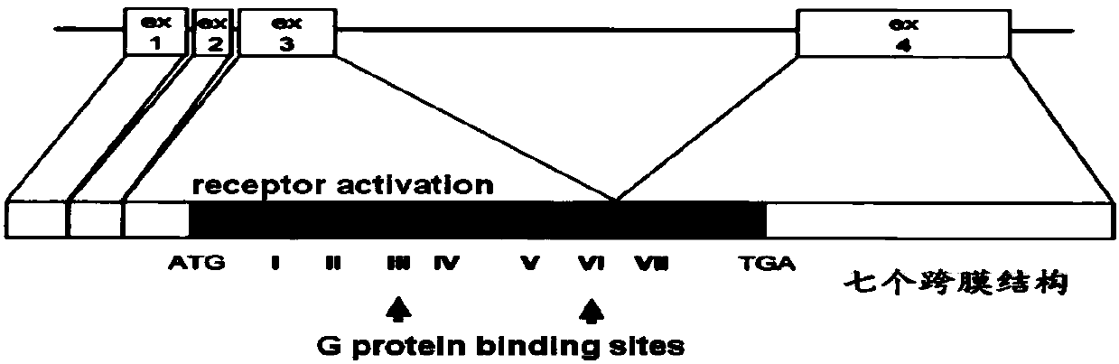 Application of gene and construction method of animal model