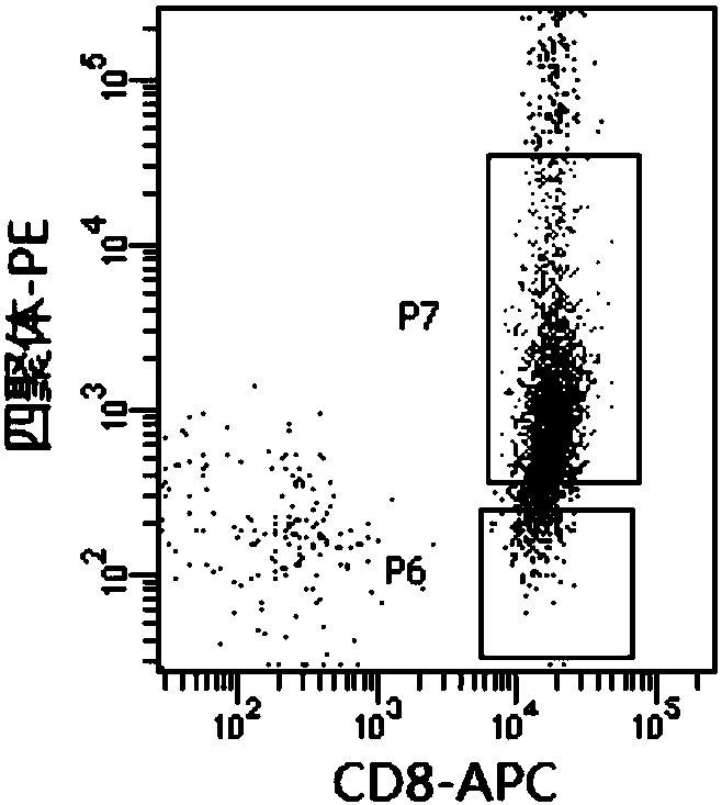 Short peptide derived from self tumor antigen PRAME