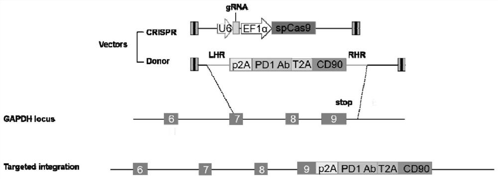 A long-lived plasma cell that secretes PD-1 antibody and its preparation method and application