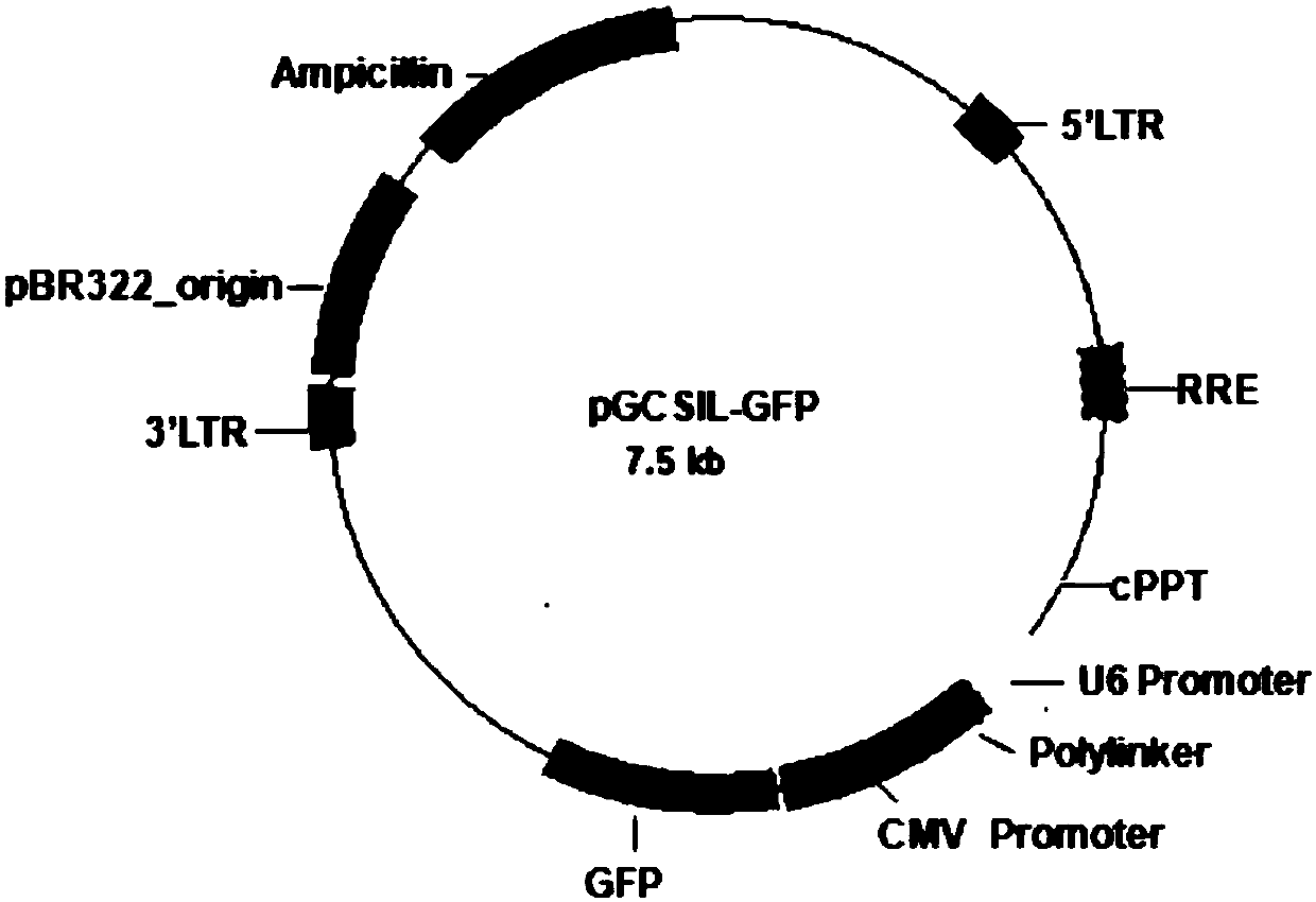 Application of human TRIP13 gene and related medicine thereof