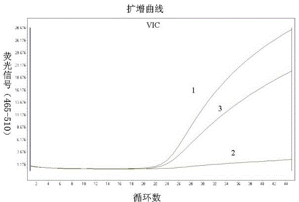 Human mthfr gene polymorphism detection kit and method based on taqman-mgb probe