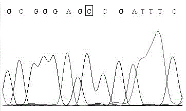 Human mthfr gene polymorphism detection kit and method based on taqman-mgb probe