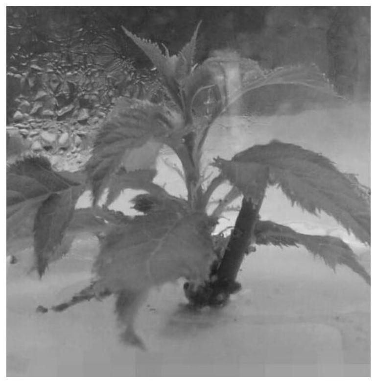 A method for promoting stem elongation in in vitro culture of cherry blossoms