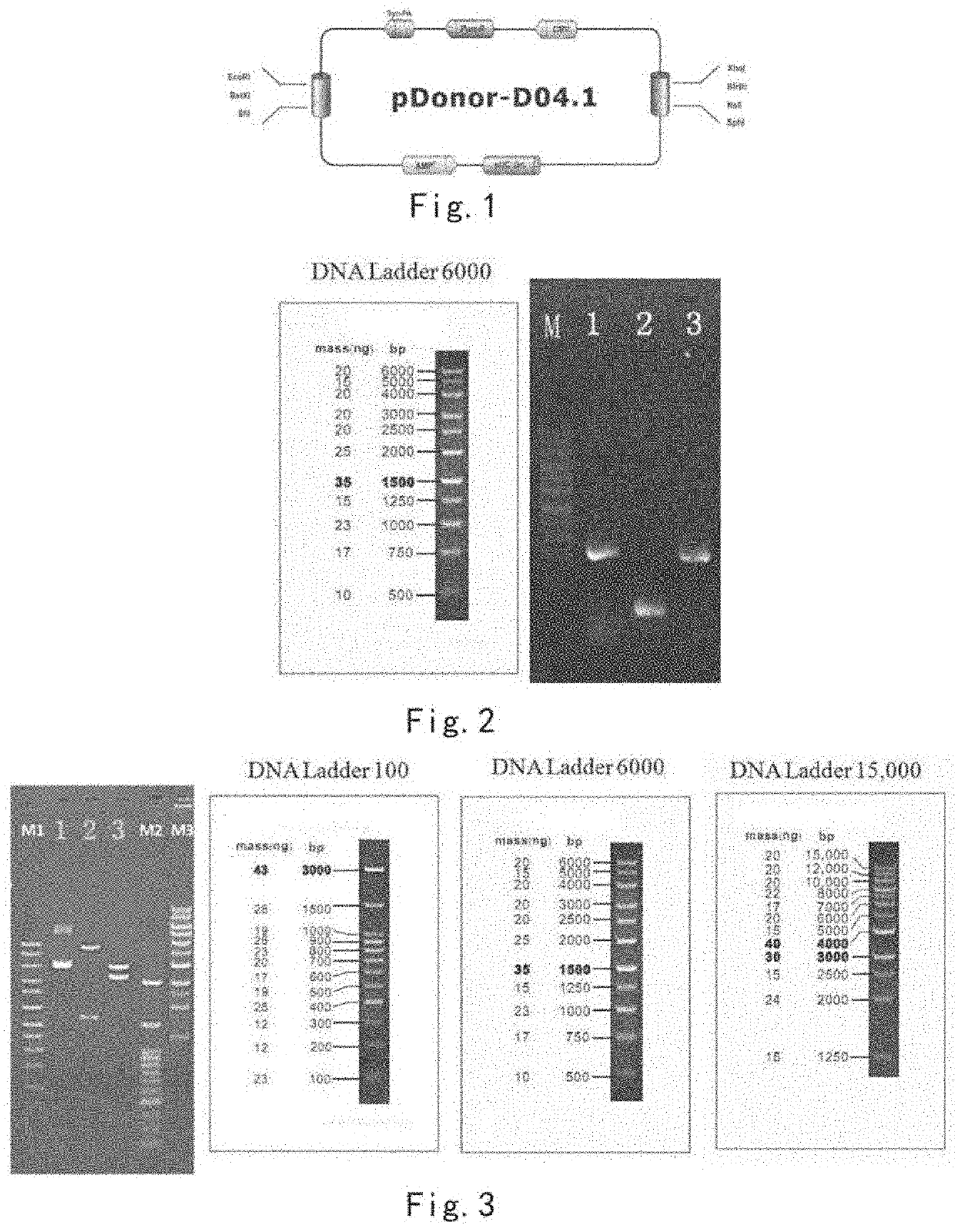 DNA reference standard and use thereof