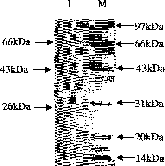 ChIFNGR1 gene and its coding protein and application