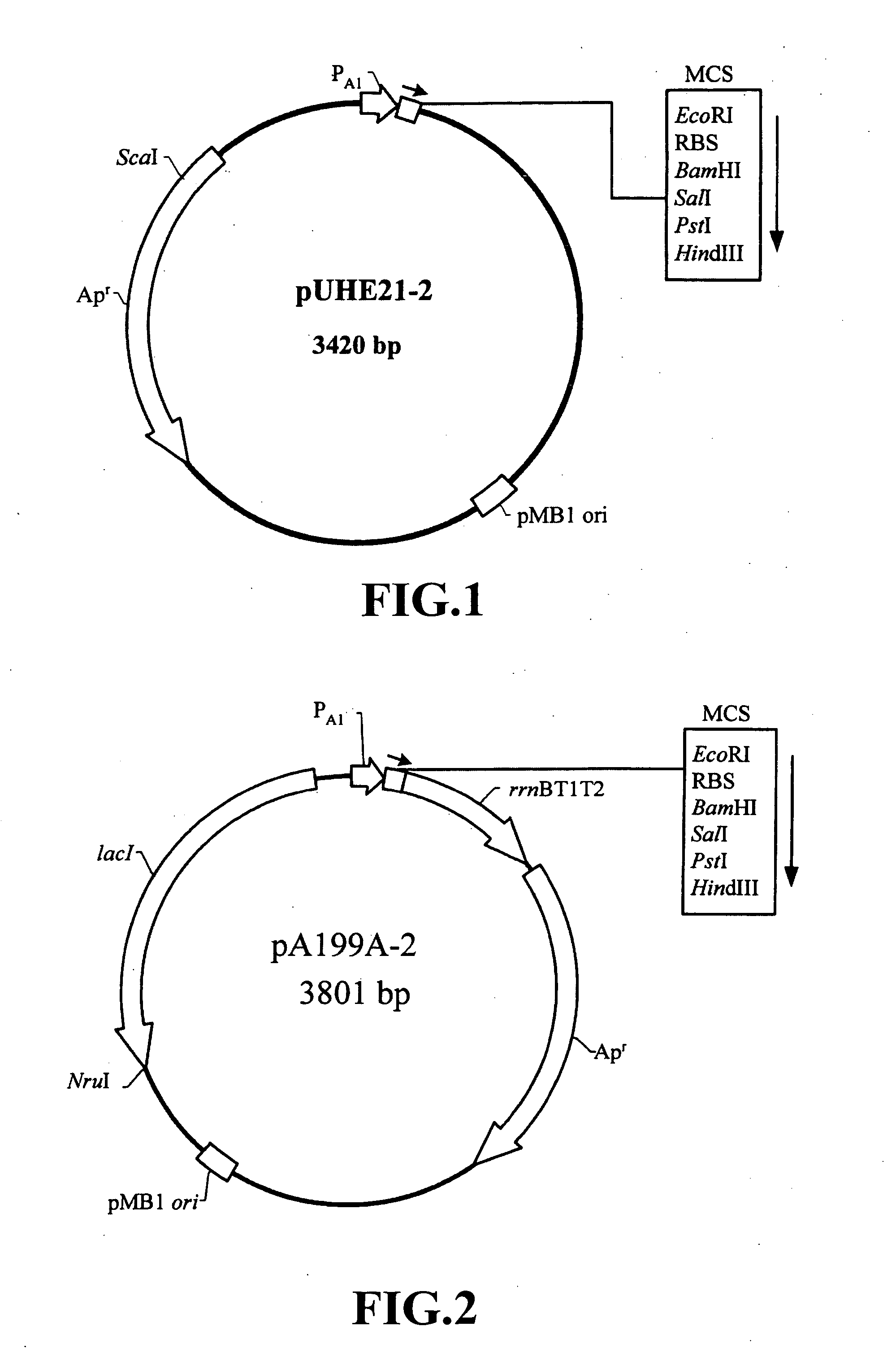 Nucleic acid construct and expression vector for enhancing the production of recombinant protein, and method for the massive production of recombinant protein