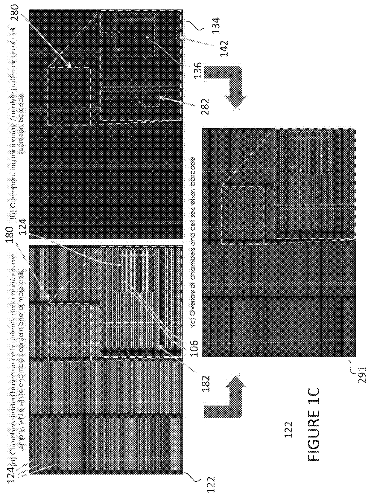 Analysis and screening of cell secretion profiles