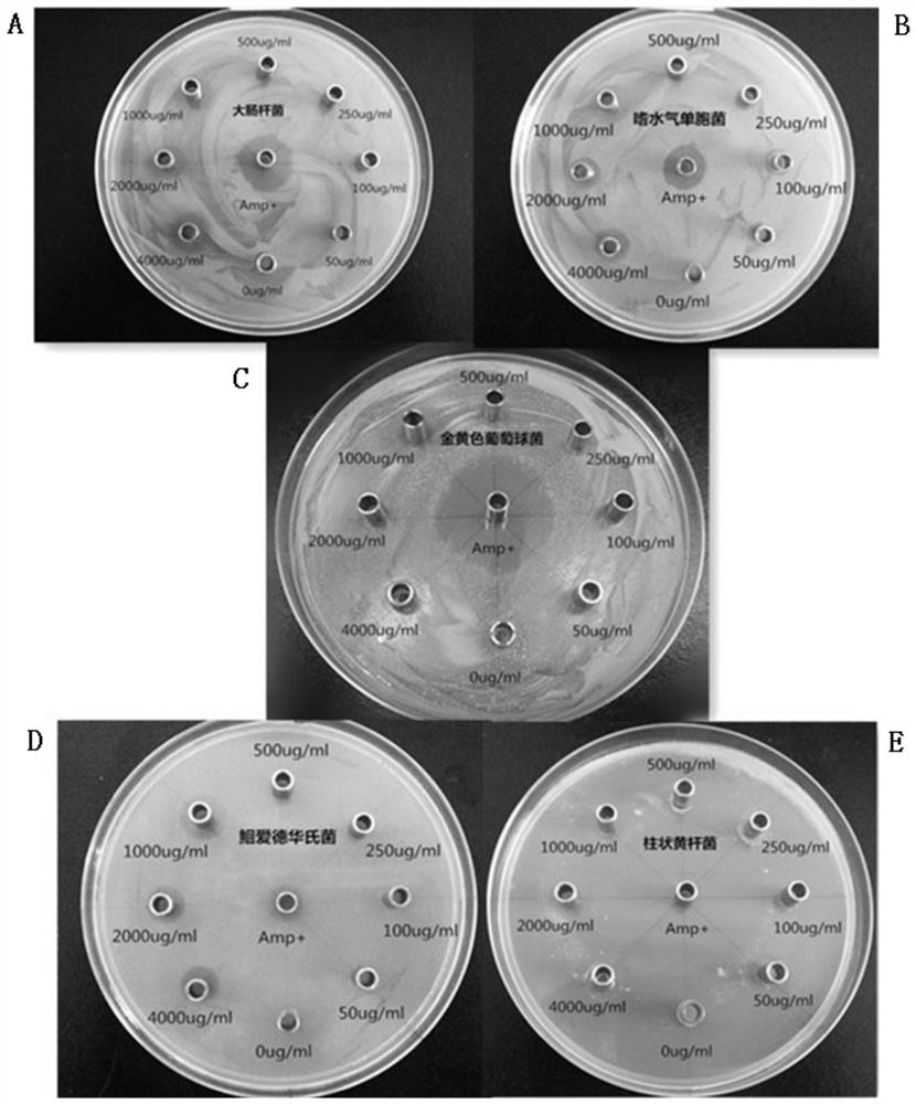Peeled catfish β-defensin gene and its β-defensin antimicrobial peptide and their application