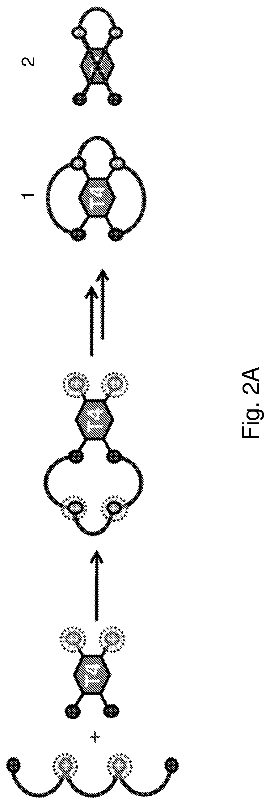 Multicyclic peptides and methods for their preparation