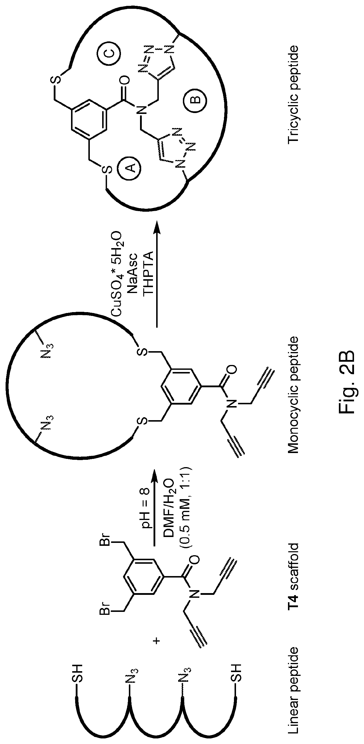 Multicyclic peptides and methods for their preparation