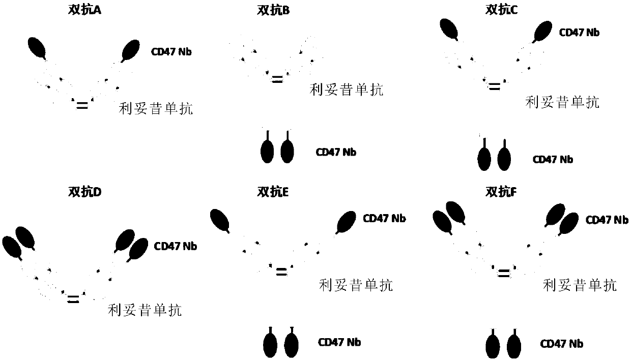 Anti-CD47/CD20 bispecific antibody and application thereof