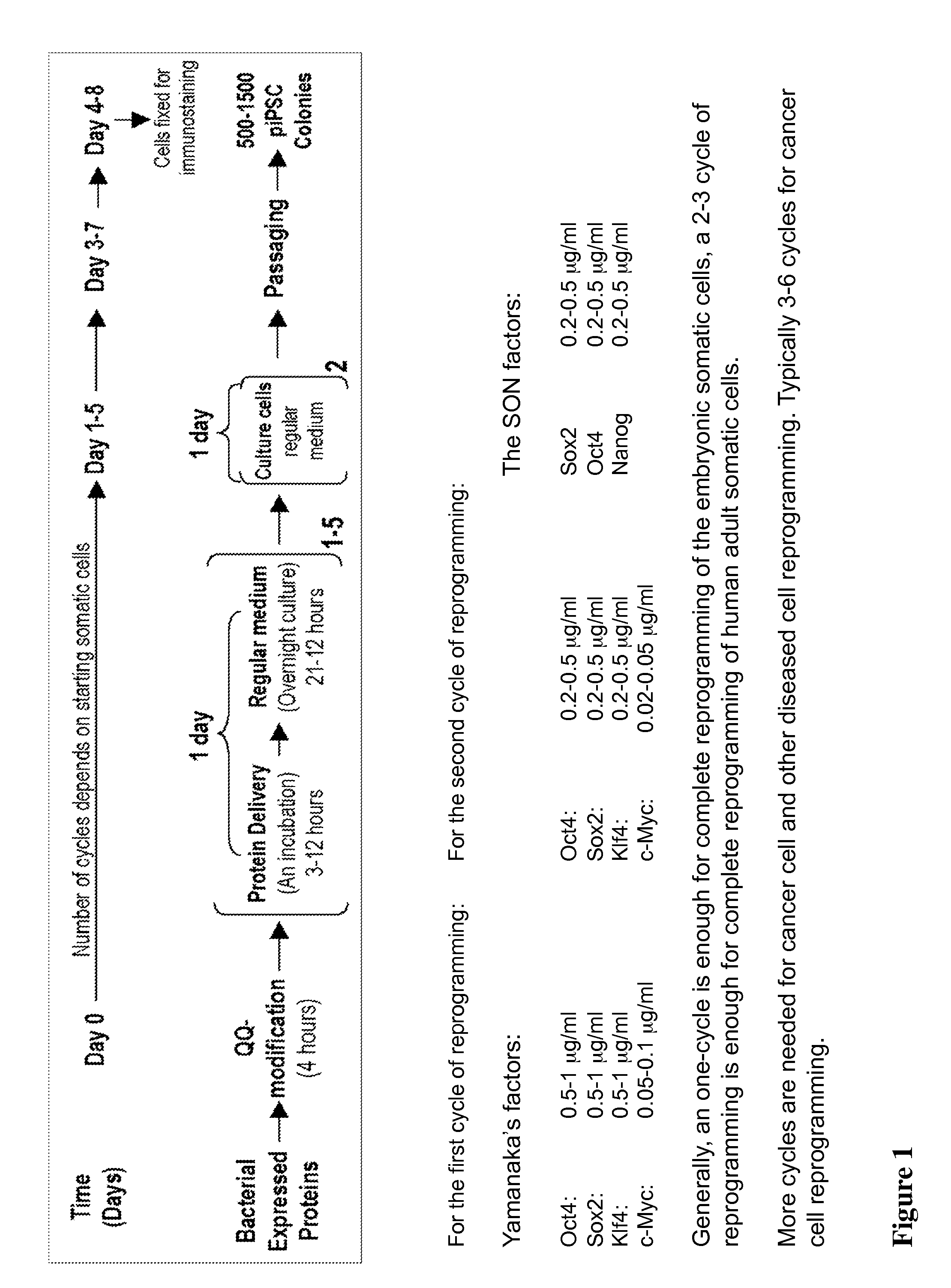 Protein-induced pluripotent cell technology and uses thereof