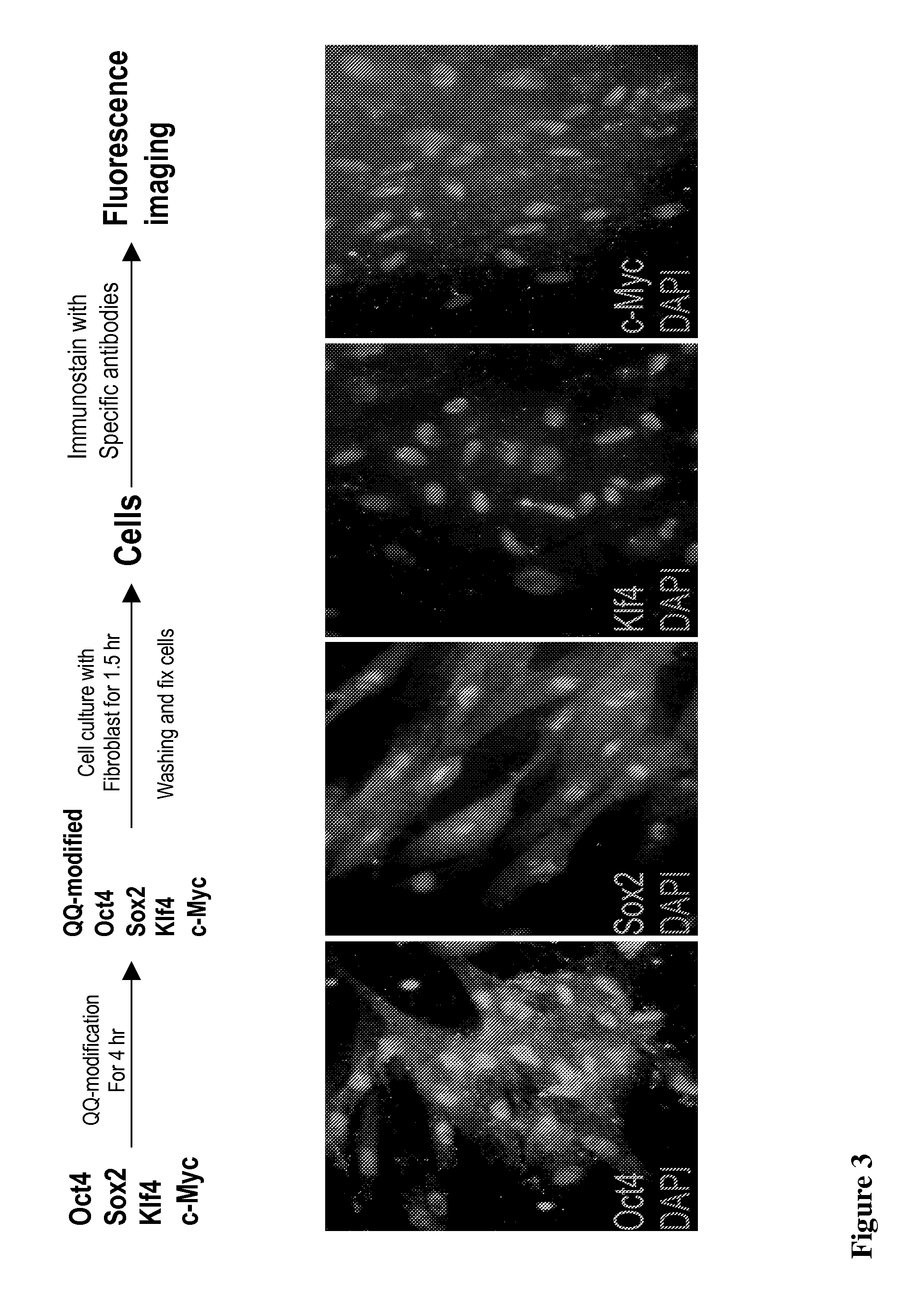 Protein-induced pluripotent cell technology and uses thereof