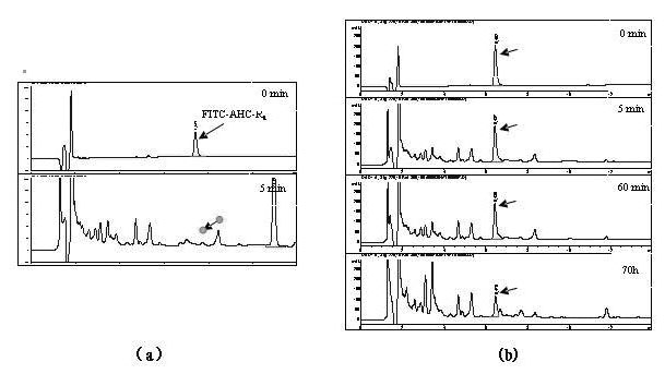 Arginine hybrid cell-penetrating peptide and application thereof