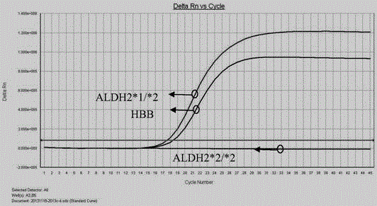 Primers and probes for detecting ALDH2, and detection method