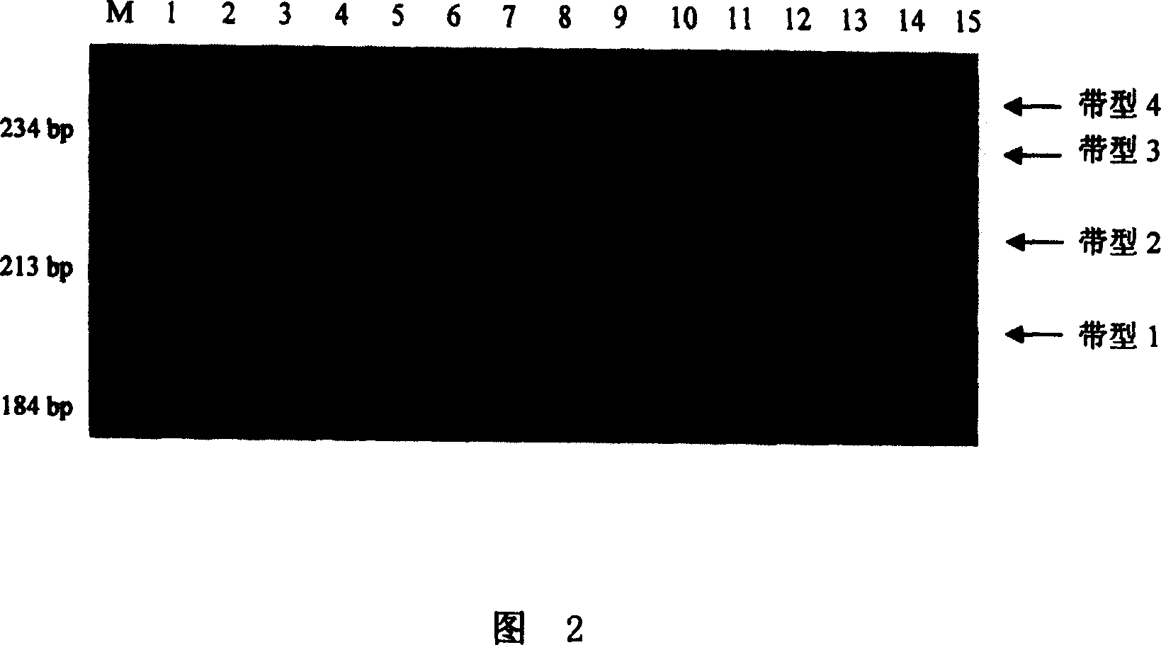 Inspection of wheat polyphenol oxidase activity characteristic and its special primer