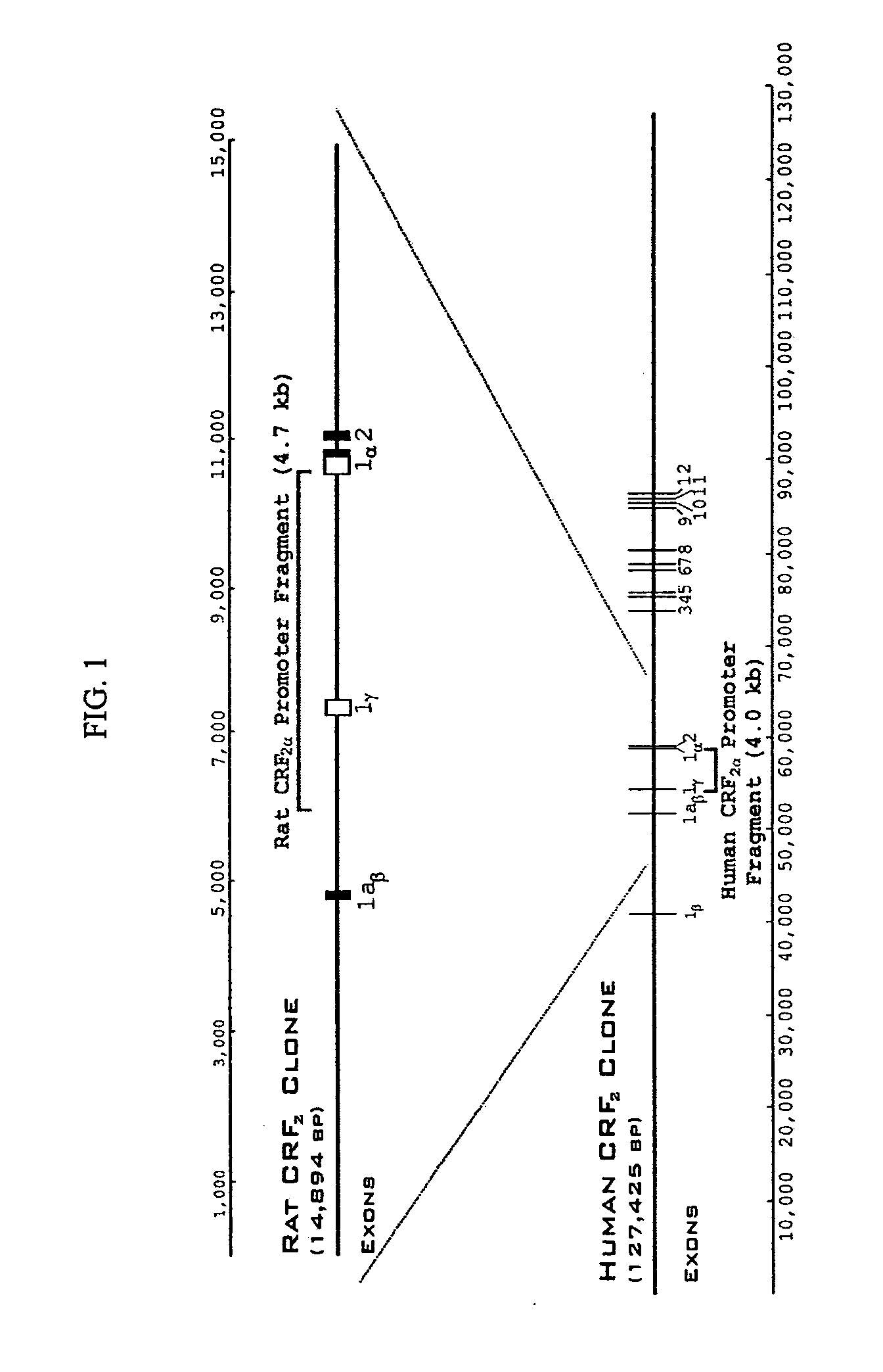Promoter sequences for corticotropin releasing-factor receptor CRF2alpha and method of identifying agents that alter the activity of the promoter sequences