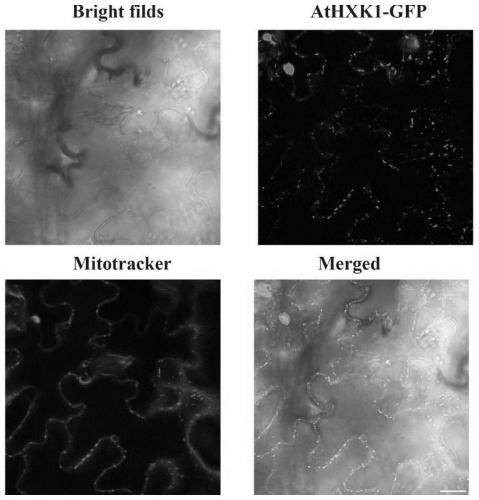 Mitochondria fluorescence labeling method for tobacco leaves and protoplasts