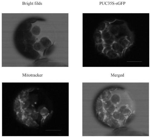 Mitochondria fluorescence labeling method for tobacco leaves and protoplasts