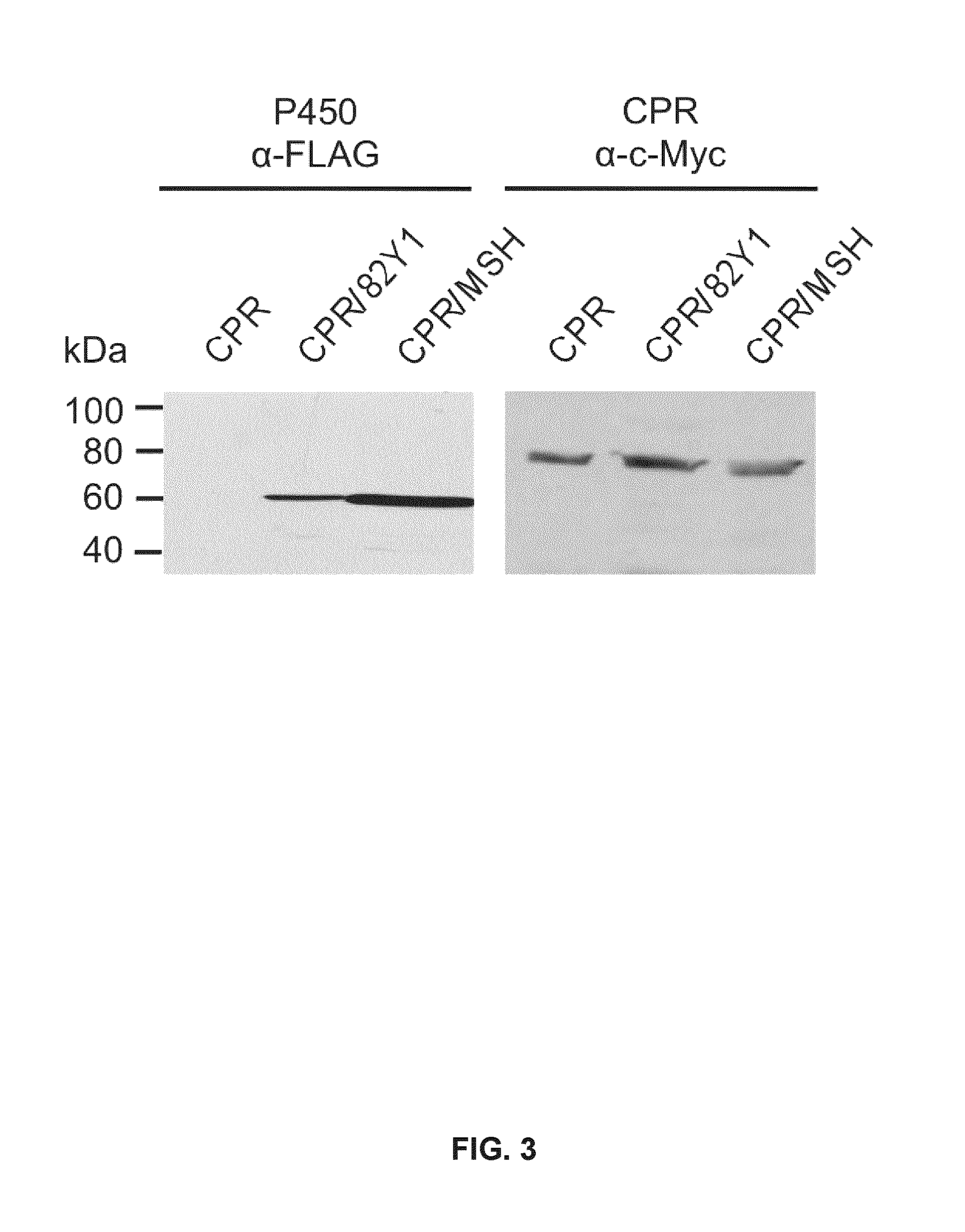 Compositions and methods for making noscapine and synthesis intermediates thereof