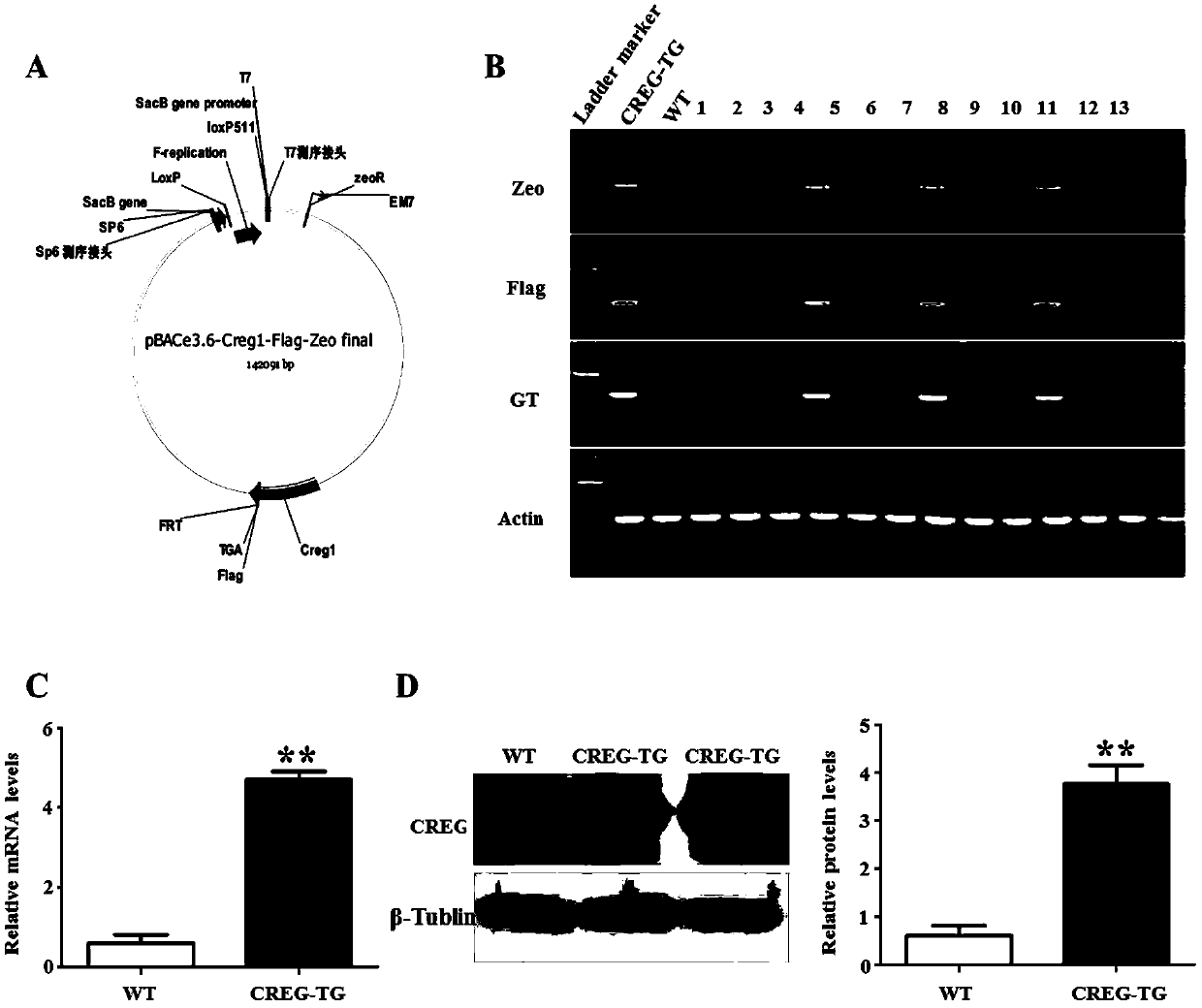 Medical application of CREG protein in prevention or treatment of diabetic cardiomyopathy