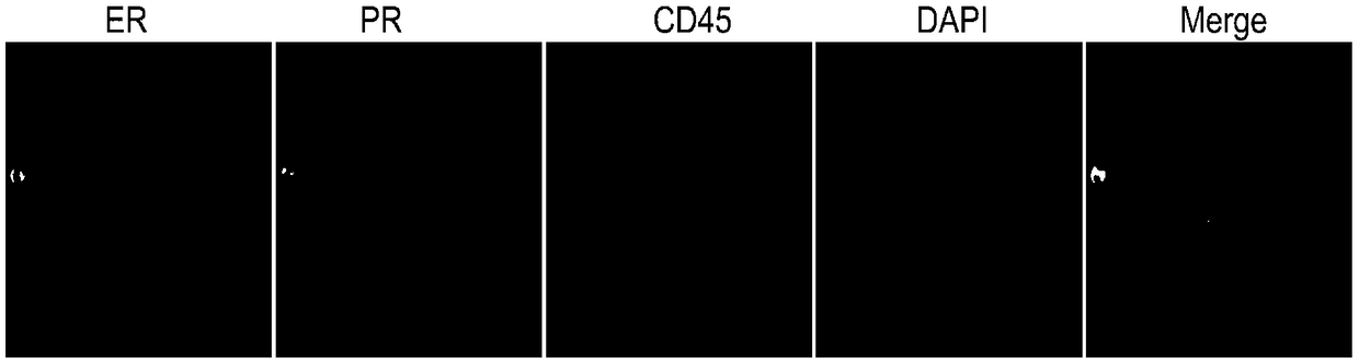 Immunofluorescence kit for detecting ER and PR antigen and application