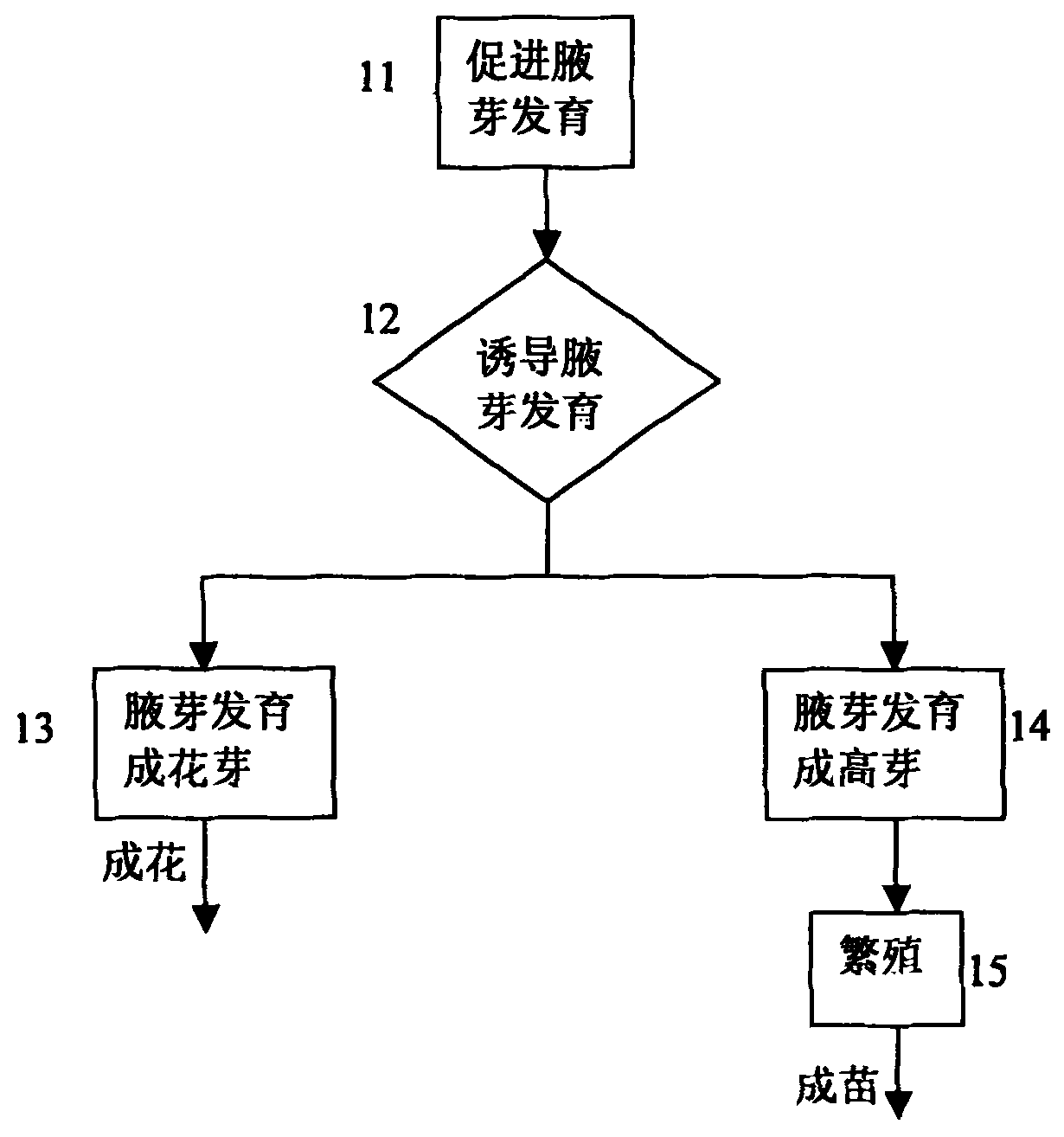 Method for controlling flowering and propagation of dendrobium nobile