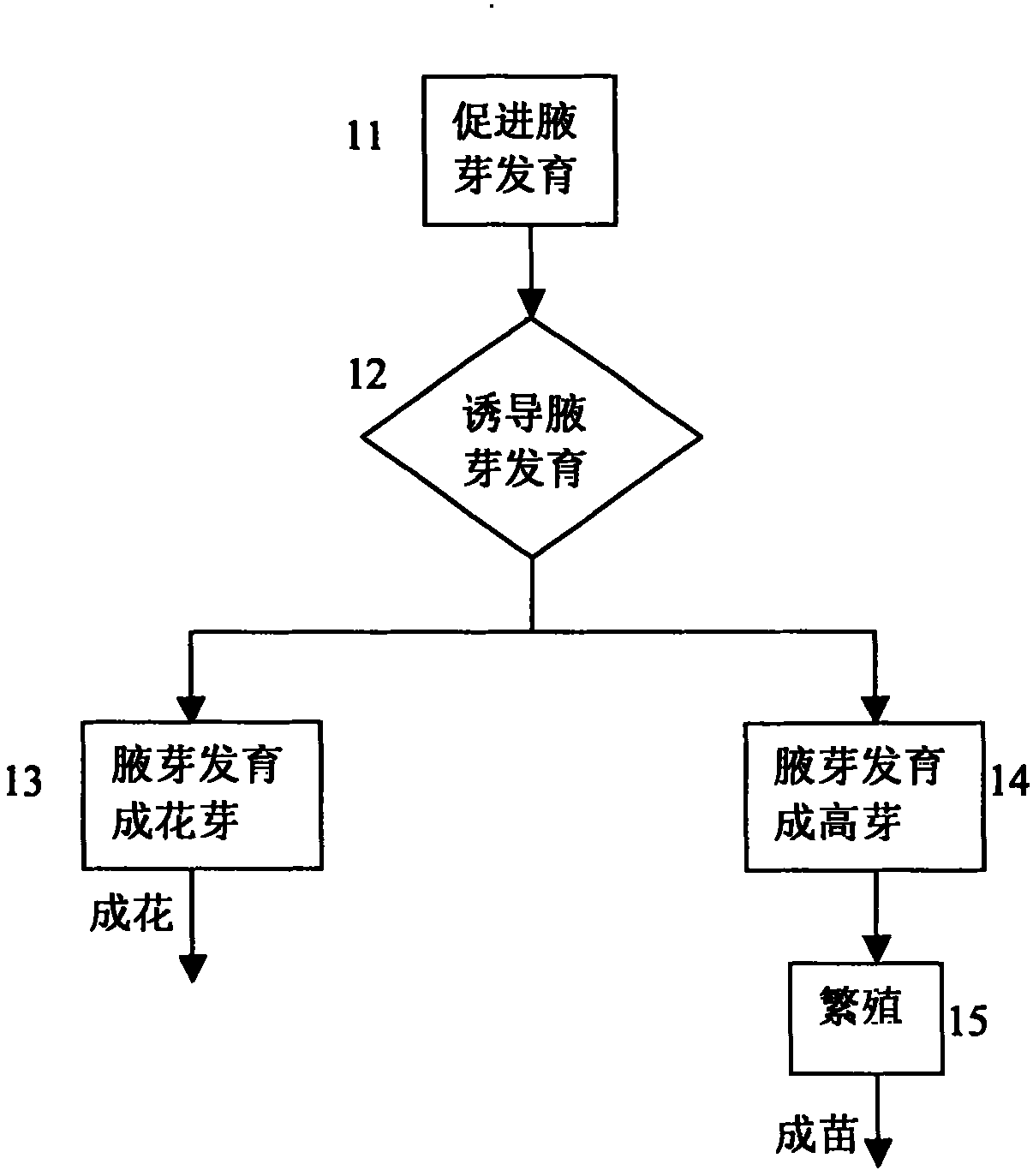 Method for controlling flowering and propagation of dendrobium nobile