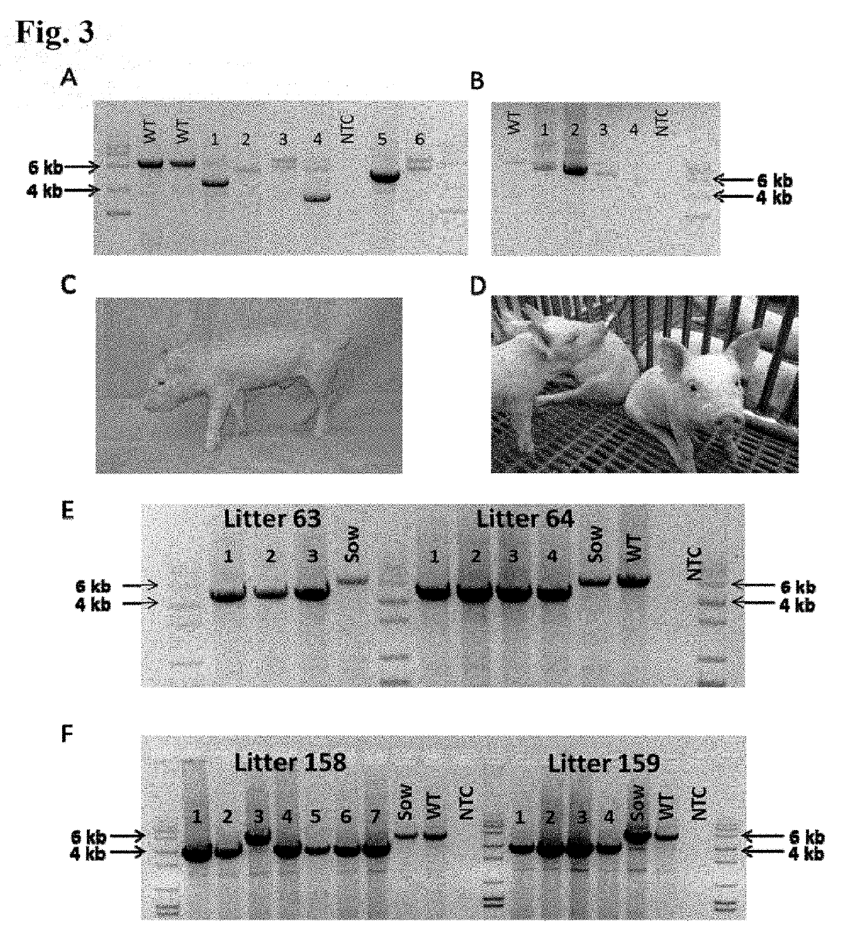 Methods for protecting porcine fetuses from infection with porcine reproductive and respiratory syndrome virus (PRRSV)