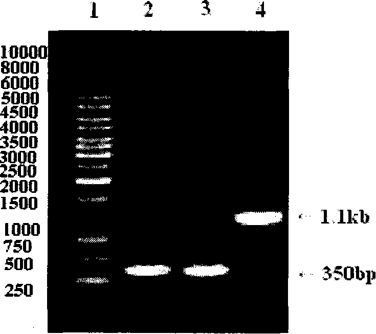 High-temperature acid-resistant alpha-amylase mutant strain and construction method thereof