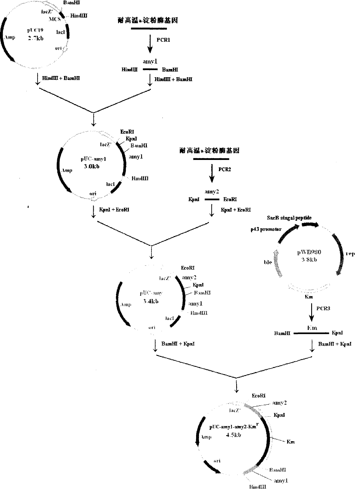 High-temperature acid-resistant alpha-amylase mutant strain and construction method thereof