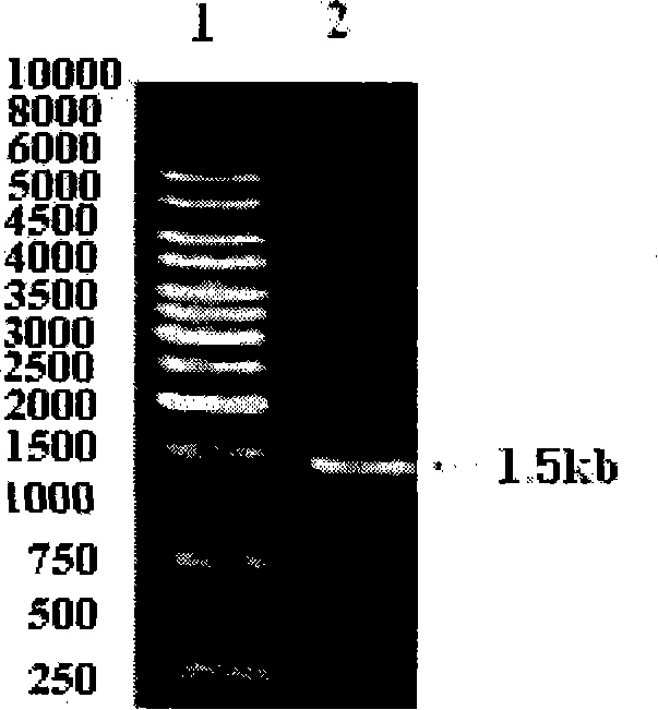 High-temperature acid-resistant alpha-amylase mutant strain and construction method thereof