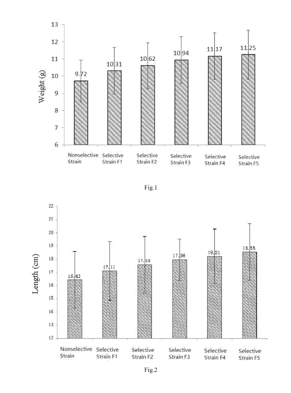 Method for selective breeding of fast-growing strain of lined seahorse