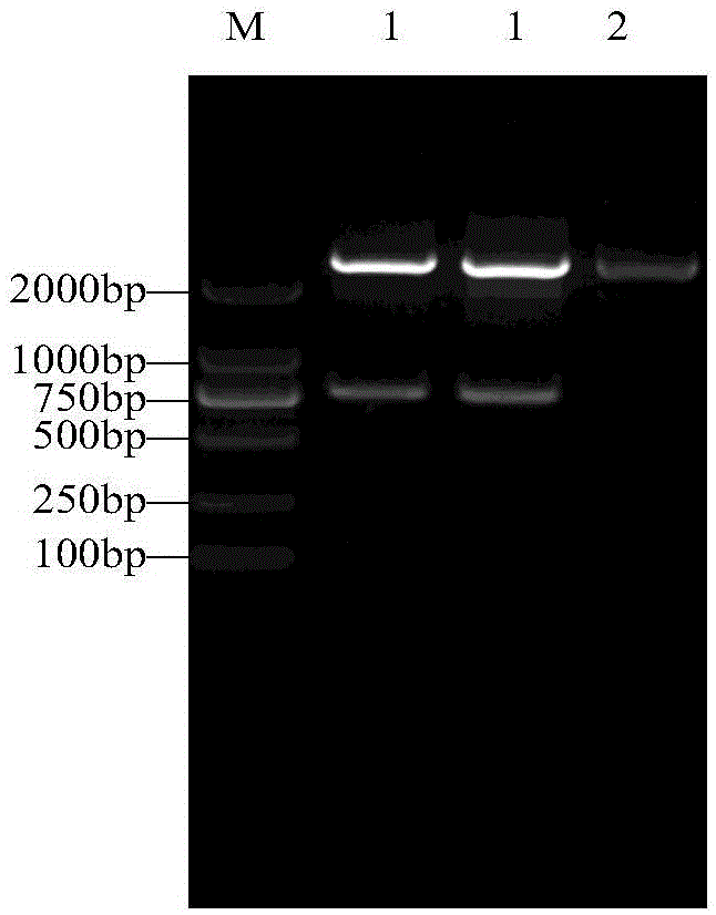 New carboxyl terminal peptide and long-acting interferon