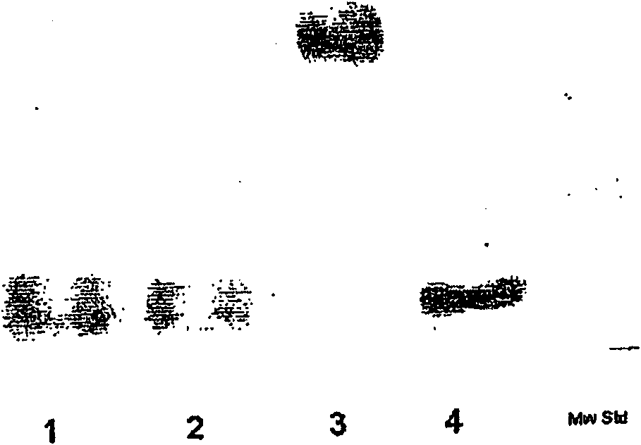 Hasylated polypeptides, especially hasylated erythropoietin