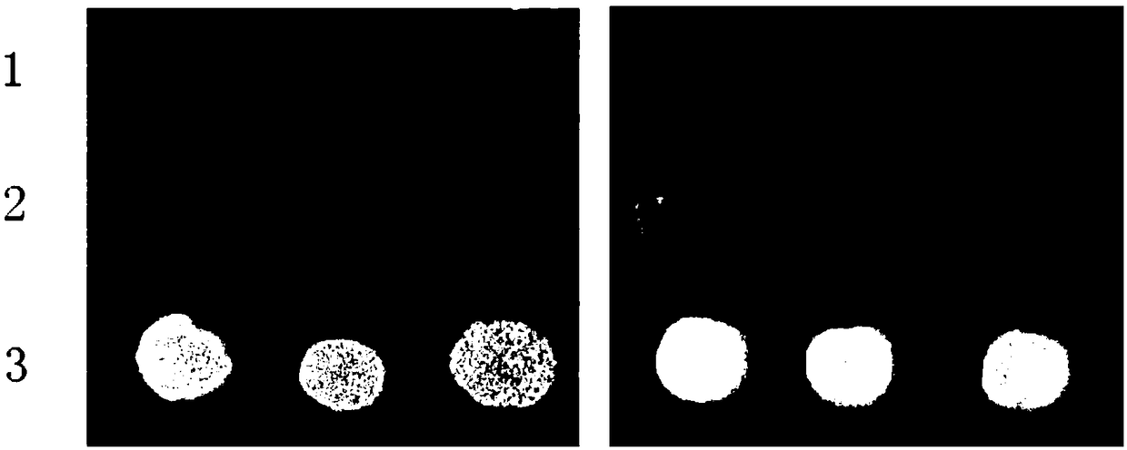 Tobacco KUP8 protein and encoding gene and application thereof